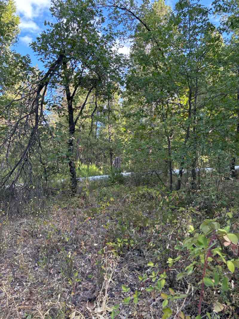 walking near me in Memorial Park in winter