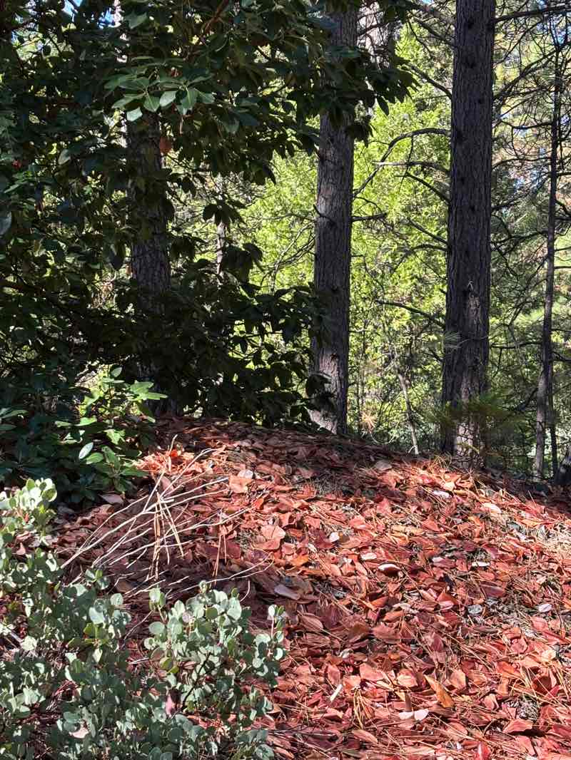 walking near me in Empire Mine State Historic Park in autumn