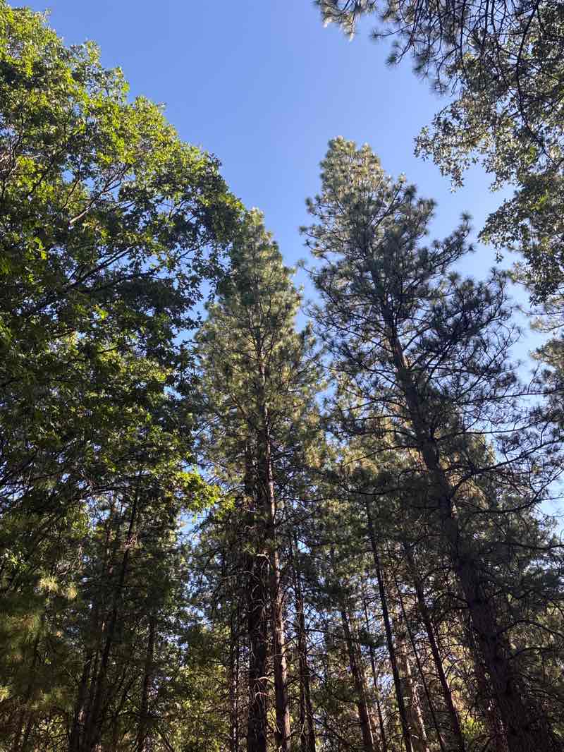 walking near me in Condon Park in summer