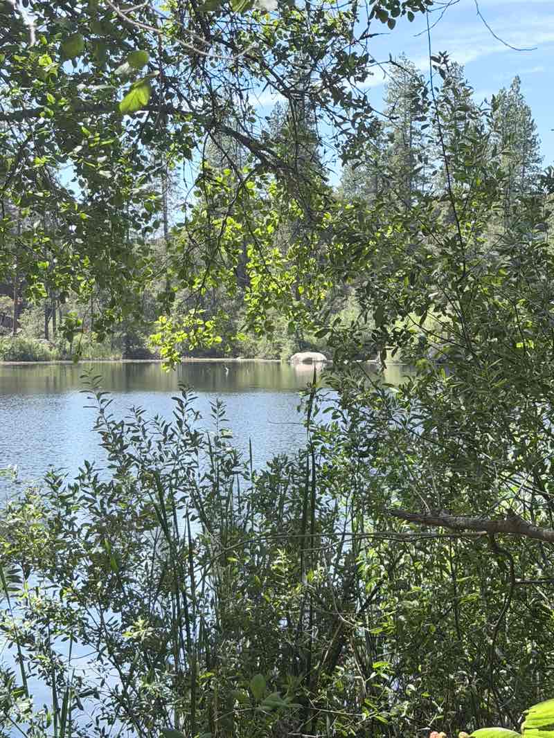 walking near me in Hirschman's Pond in summer