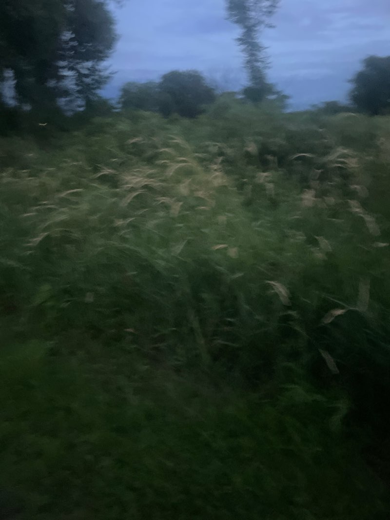 walking near me in Lerner Conservation Park in summer
