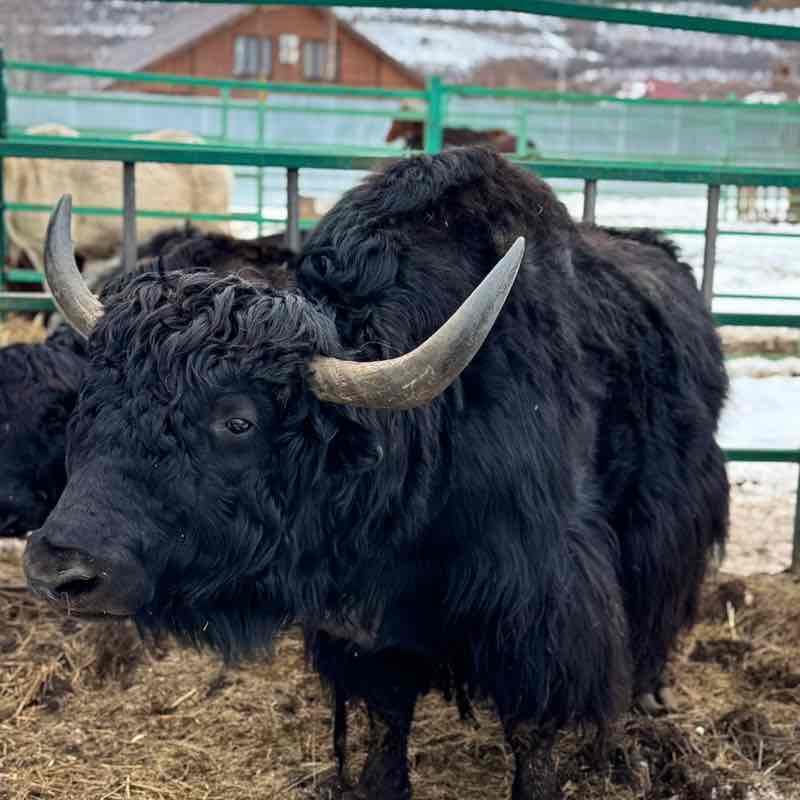 Balakovo64 Marina64🐈‍⬛🍁 post image