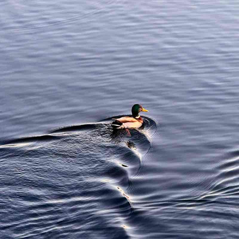 Marina64🐈‍⬛🍁 post 2