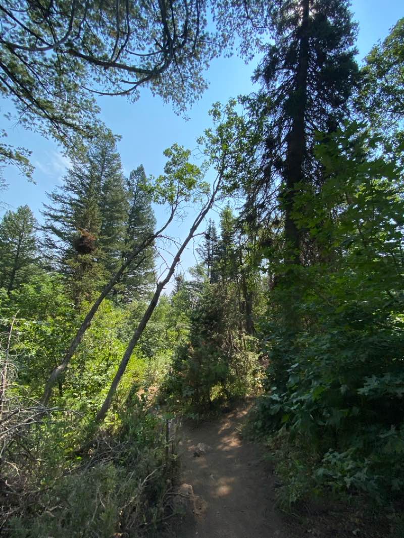 walking near me in North Fork Park in winter