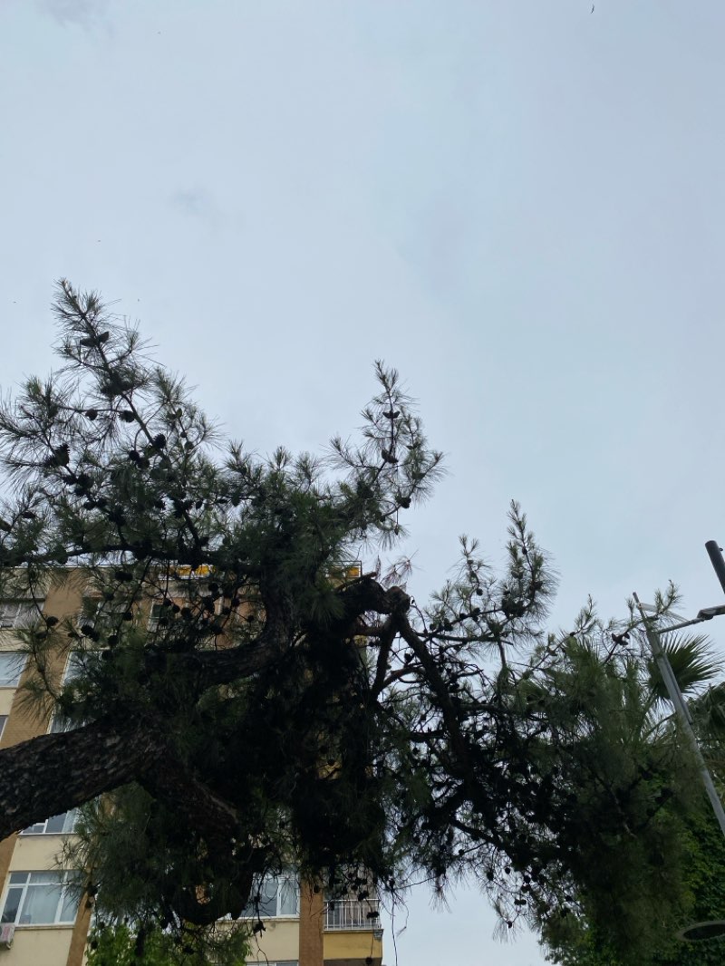 walking near me in Meydan Bahçe in spring