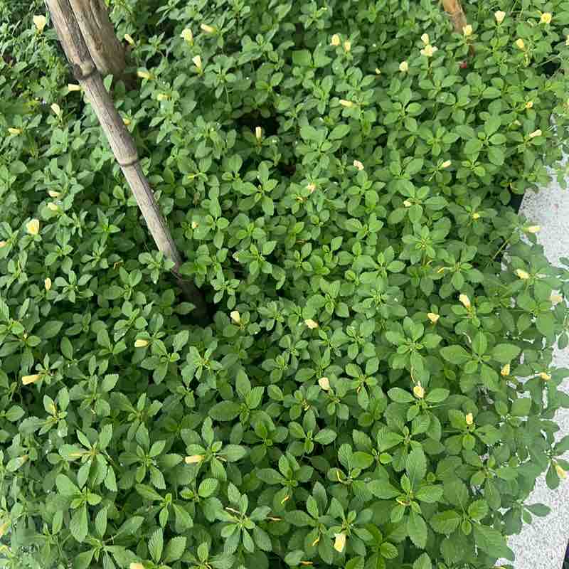 Peekapoo Ngoan Hiền post 1