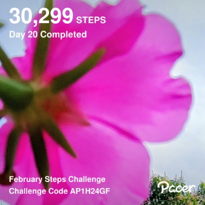 December Steps Challenge DS post image