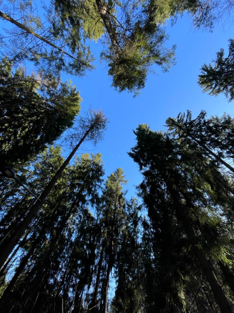 walking near me in Парк отдыха Школьного озера in spring