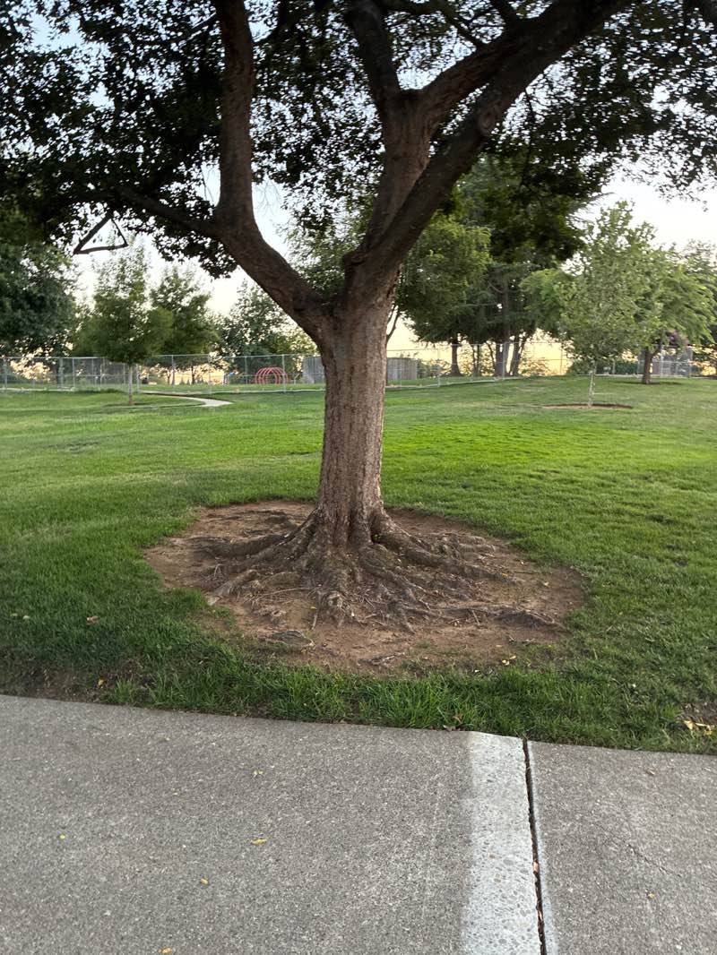 walking near me in Peter Bertelsen Park in autumn