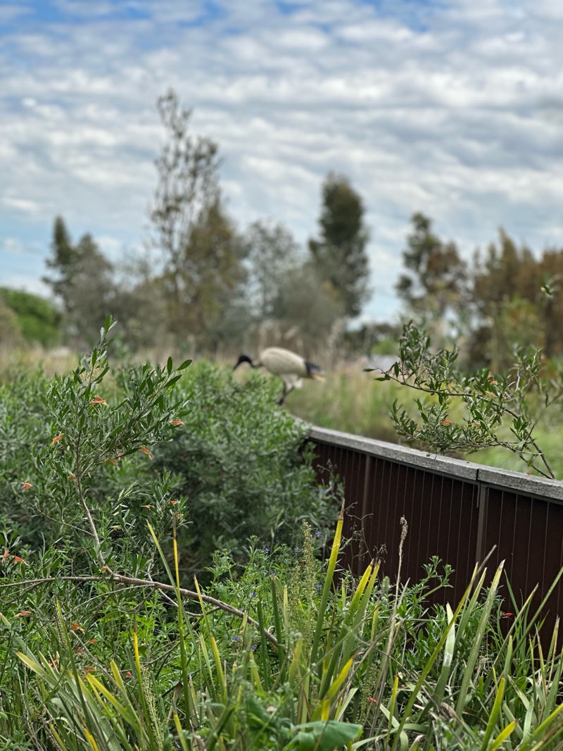 walking near me in Linnear Park in spring