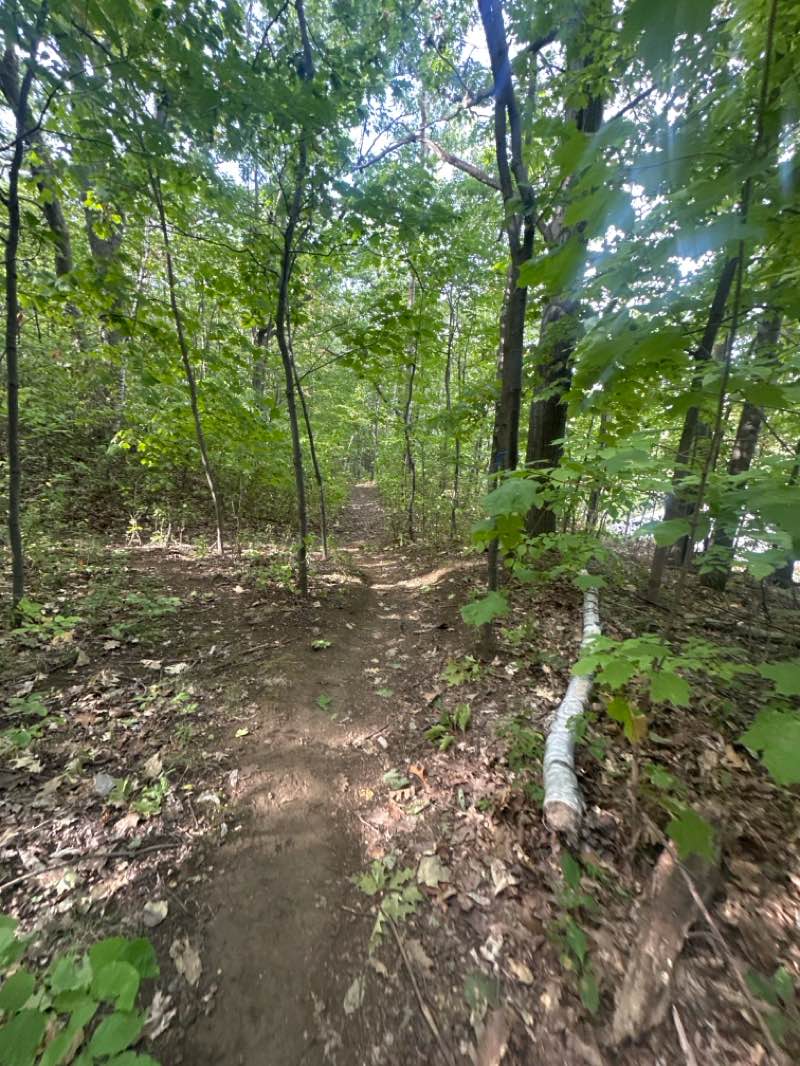 walking near me in Parc Mackenzie-King in autumn