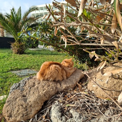 SmartHead: Из Казани в Бангкок Диана post image