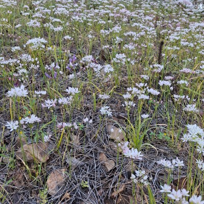 SmartHead: Из Казани в Бангкок Диана post image