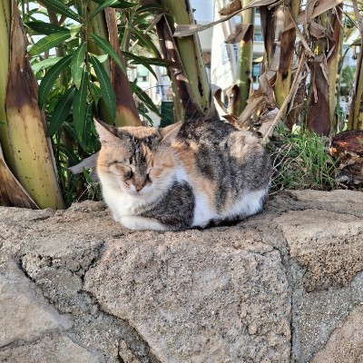 SmartHead: Из Казани в Бангкок Диана post image