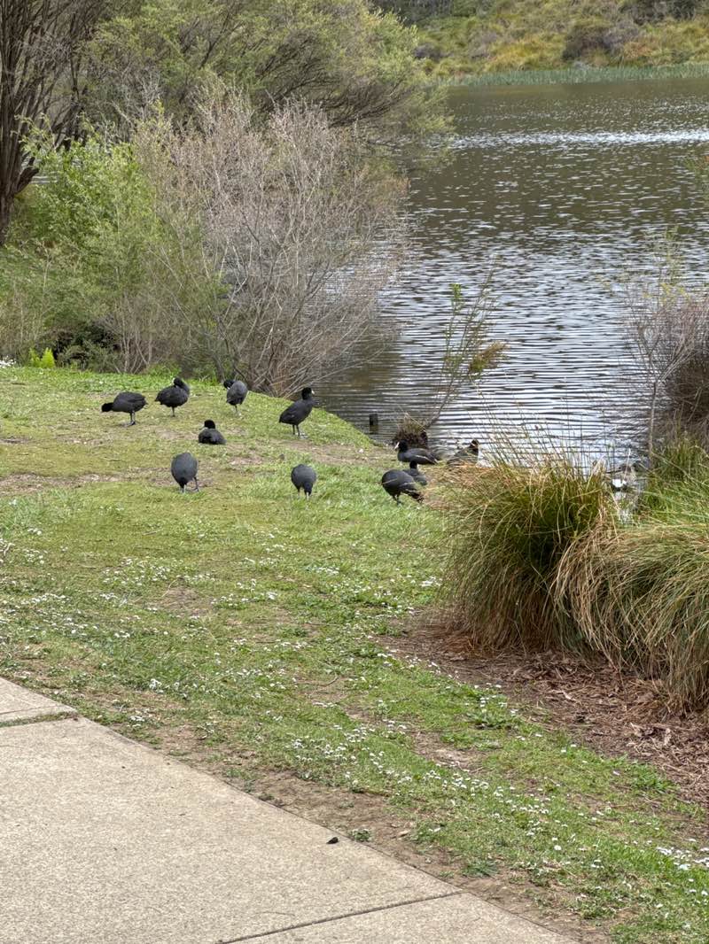 walking near me in Wentworth Falls Lake Reserve Picnic Area in spring