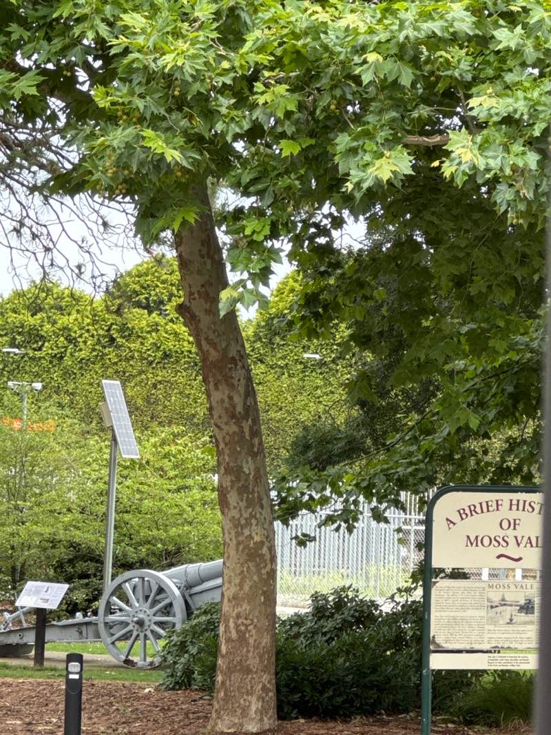 walking near me in Leighton Gardens in summer