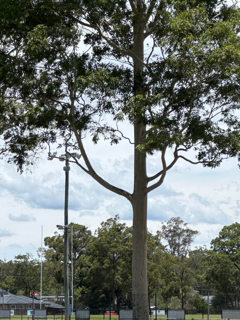 walking near me in Thirlmere Sportsground in summer