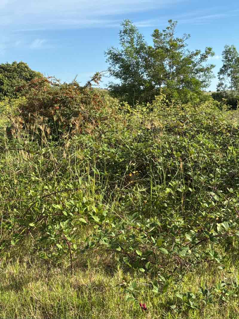 walking near me in Crown Reserve in summer