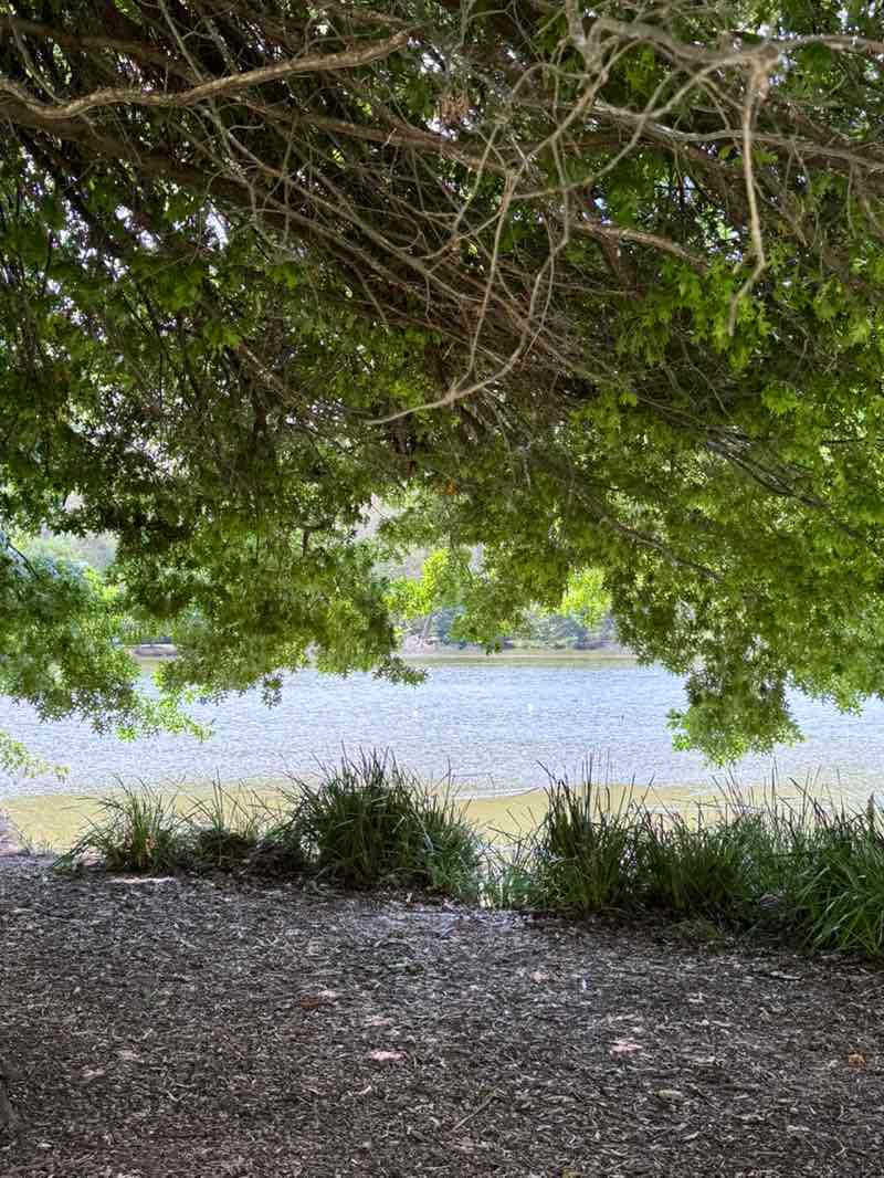 walking near me in Lake Alexandra Reserve in summer