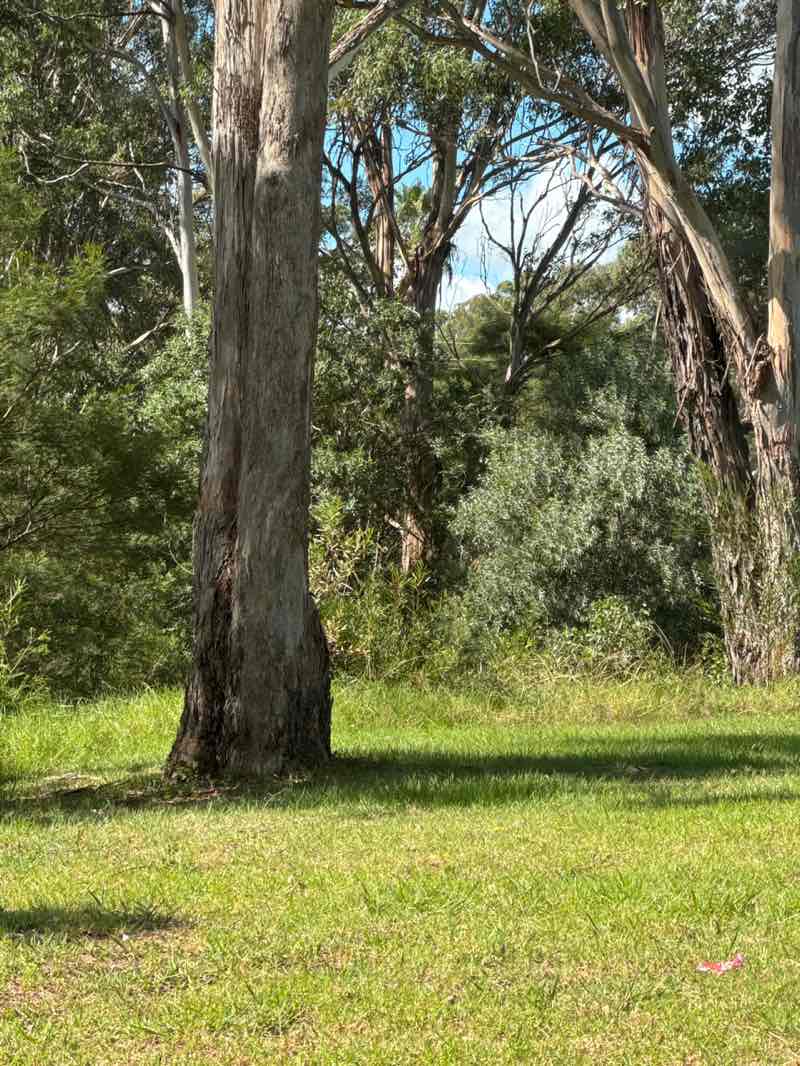 walking near me in York Street Park in autumn