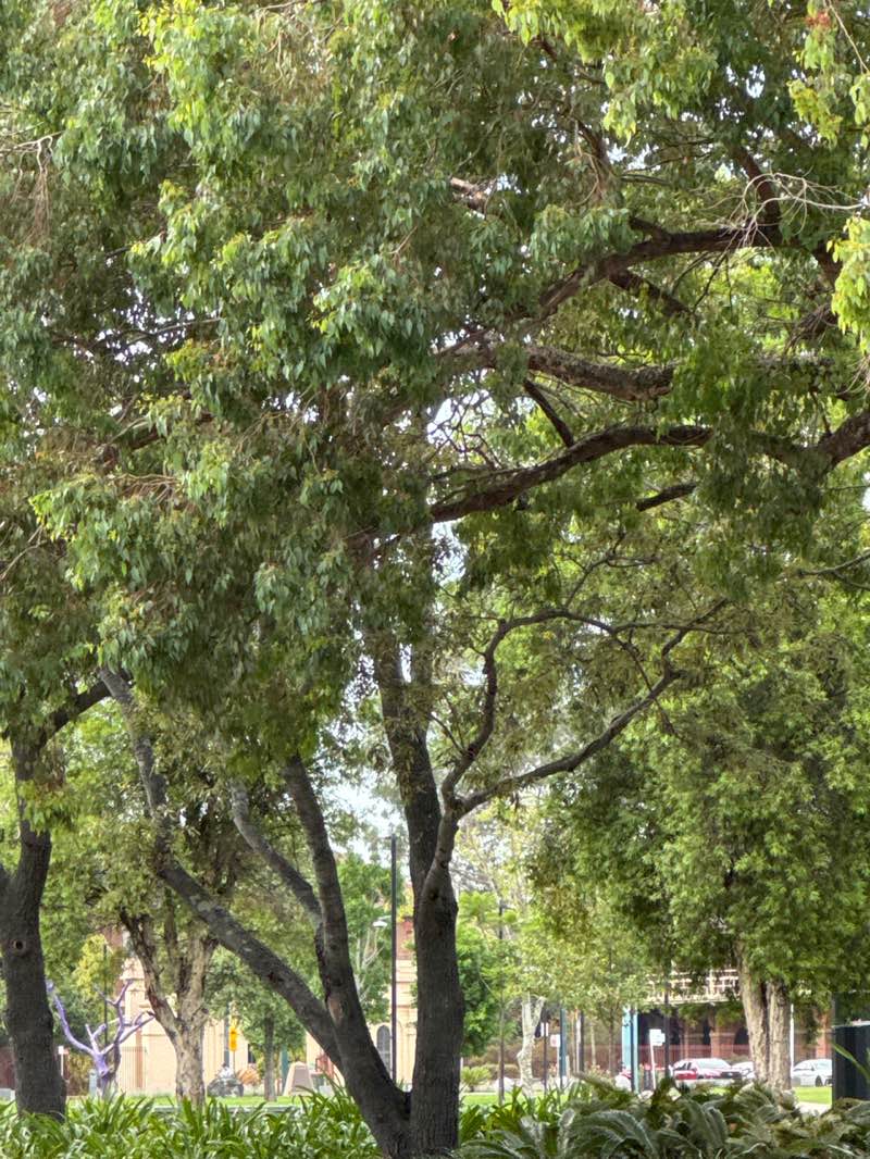 walking near me in Bigge Park in summer
