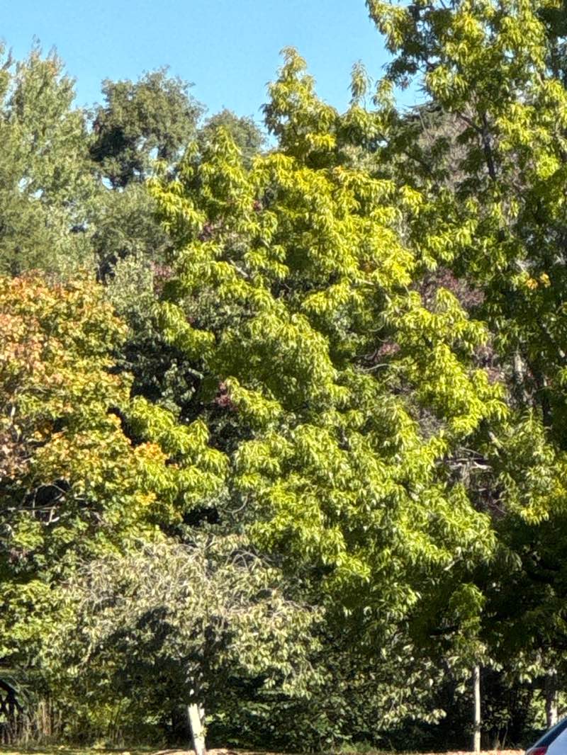 walking near me in Settlers Park in autumn