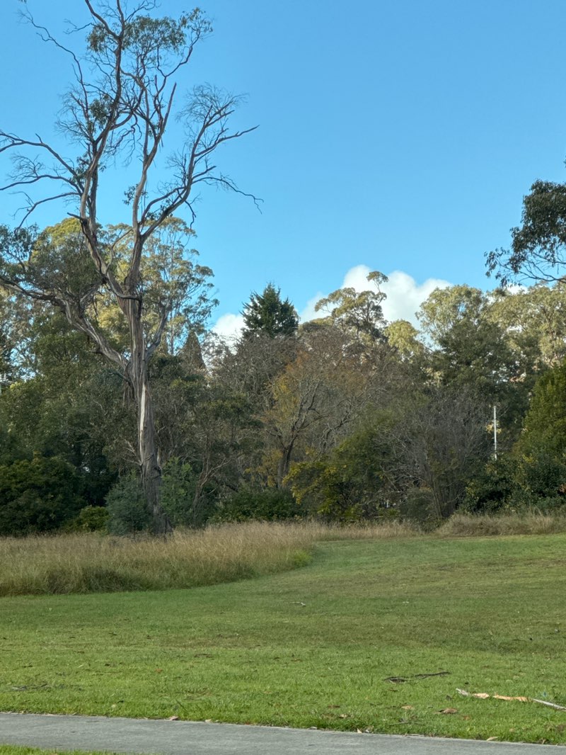 walking near me in Colo Street Park in autumn