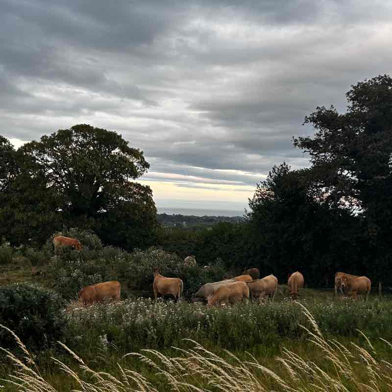 Occams Walkathon - Group C Soniya Ghosh post image