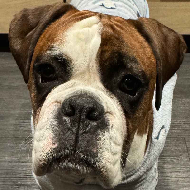 Samantha icon