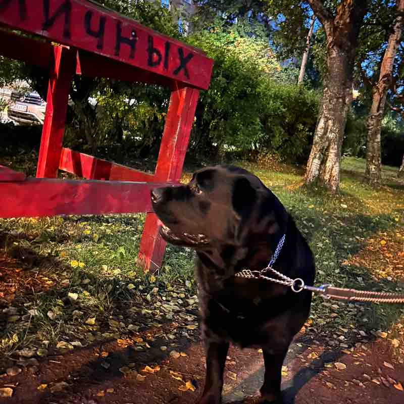 Чибчик - живчик Алина post image