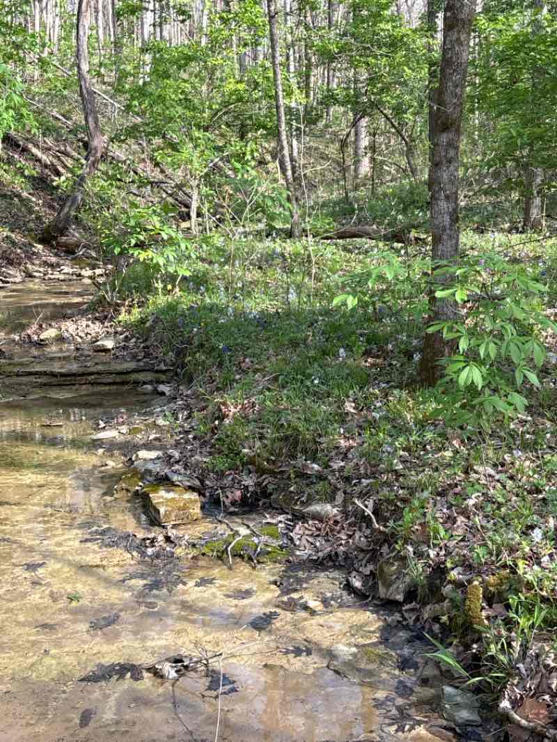 walking near me in Turkey Run Park in spring