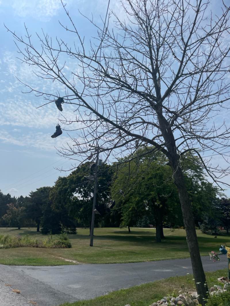 walking near me in Carroll Park in winter