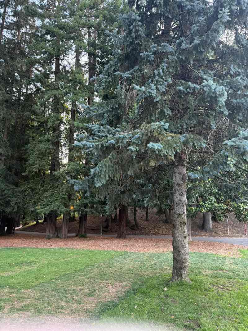 walking near me in Bolinas Park in summer