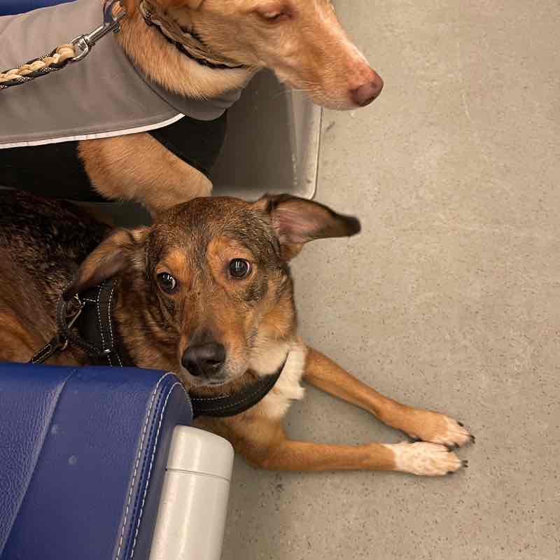 Het groene 💚 van Nederland Elsie De Waal post image