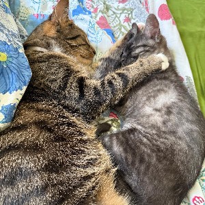 Mirella Gentil profile