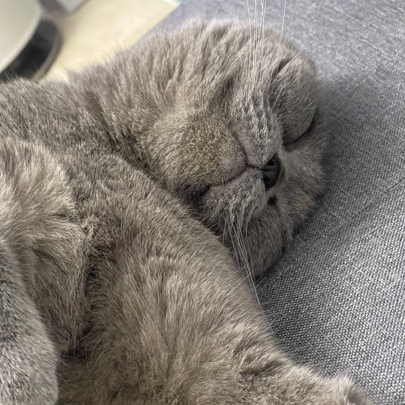 Tonton Tomato profile