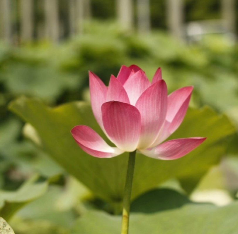 南西 財務 劉一錦 profile