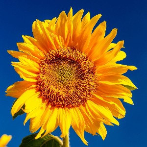 Senthilkumar profile