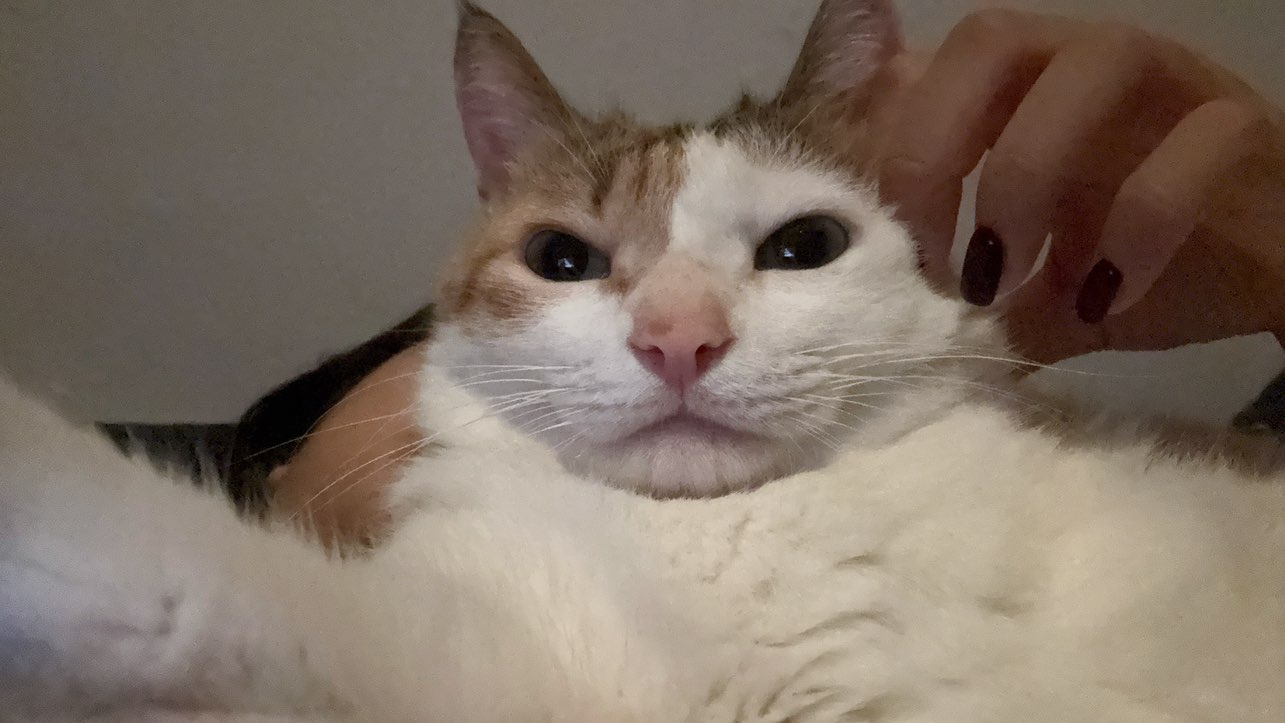 資訊部 游雅竹 profile