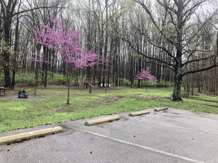 walking near me in Baell Woods State Park in spring