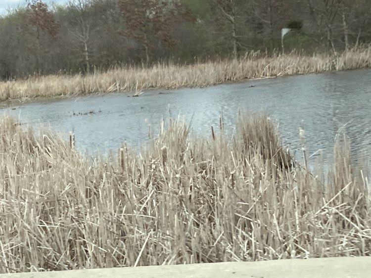 walking near me in Crabtree Preserve in spring