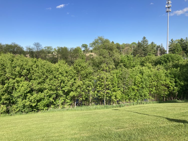 walking near me in Hillhurst Park in spring