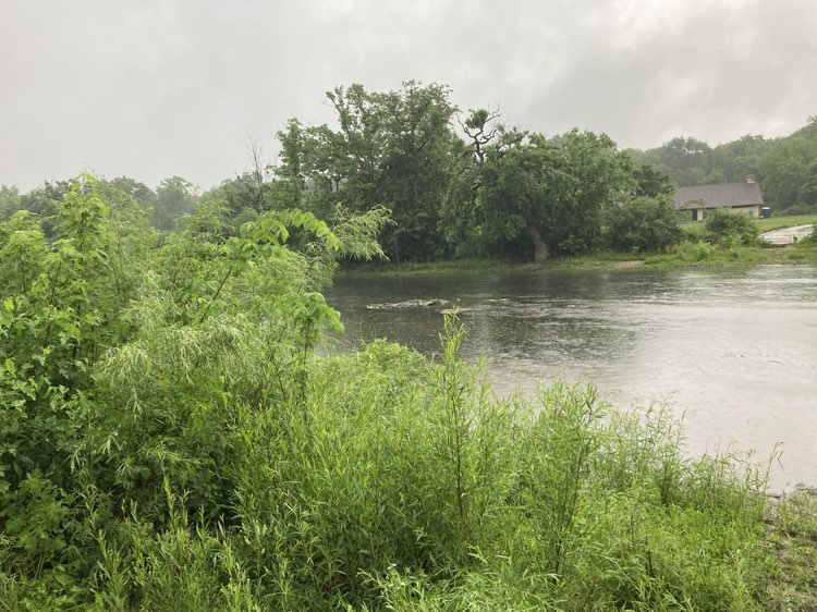 walking near me in Dam Number 1 Woods in summer