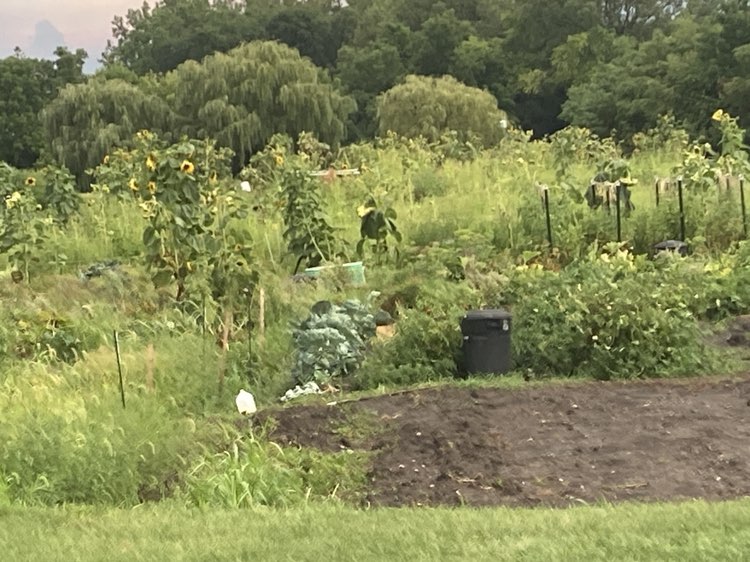 walking near me in Hill Farm Park in autumn
