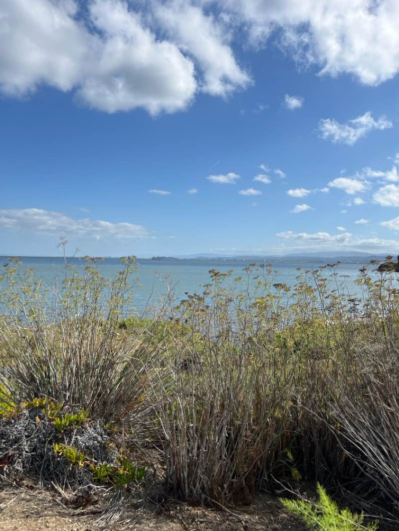 walking near me in Point San Bruno Park in autumn