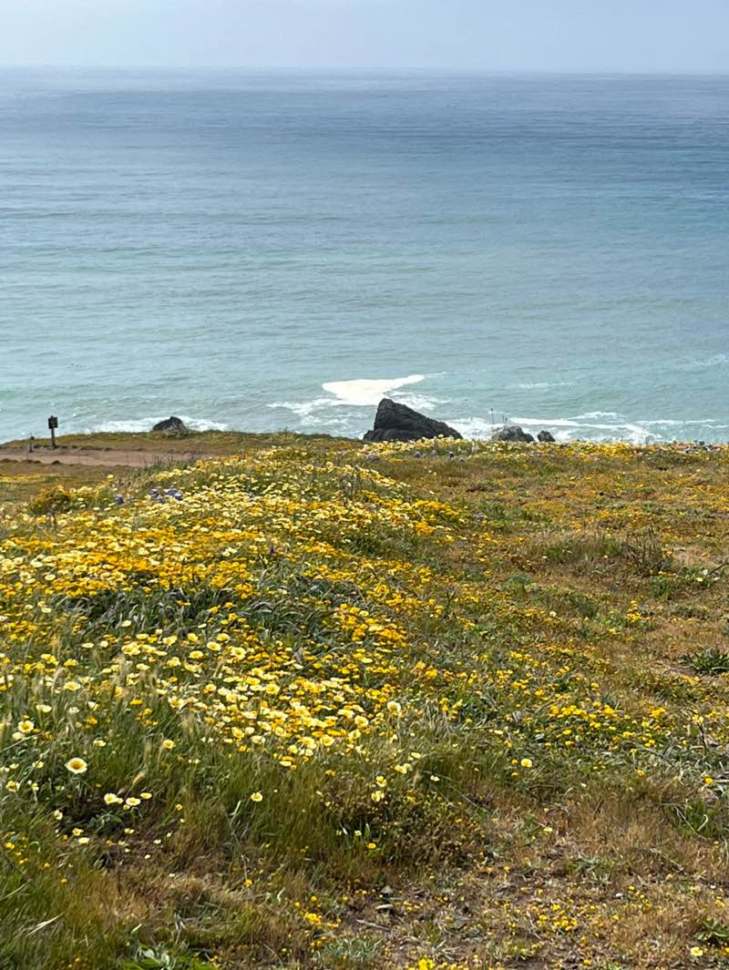 walking near me in Mori Point (GGNRA) in spring