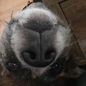 Emily - Mildog profile