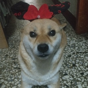 中港 店舖 嘉宏 profile