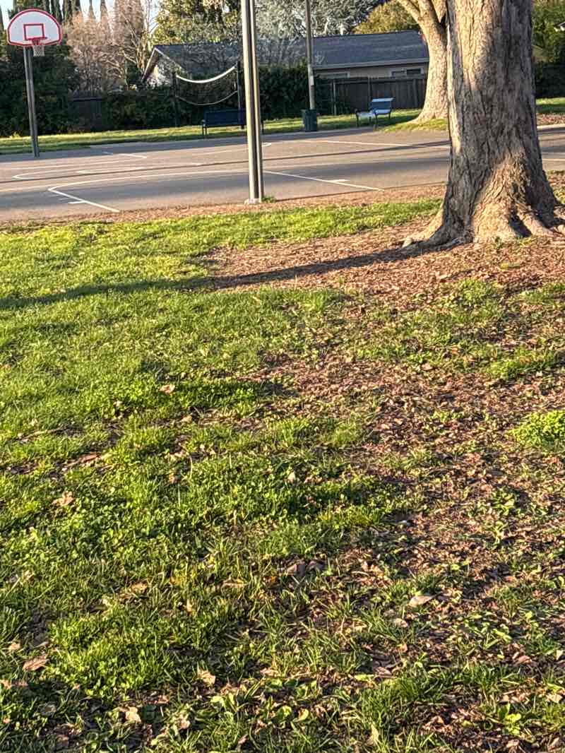 walking near me in Oki Park in spring