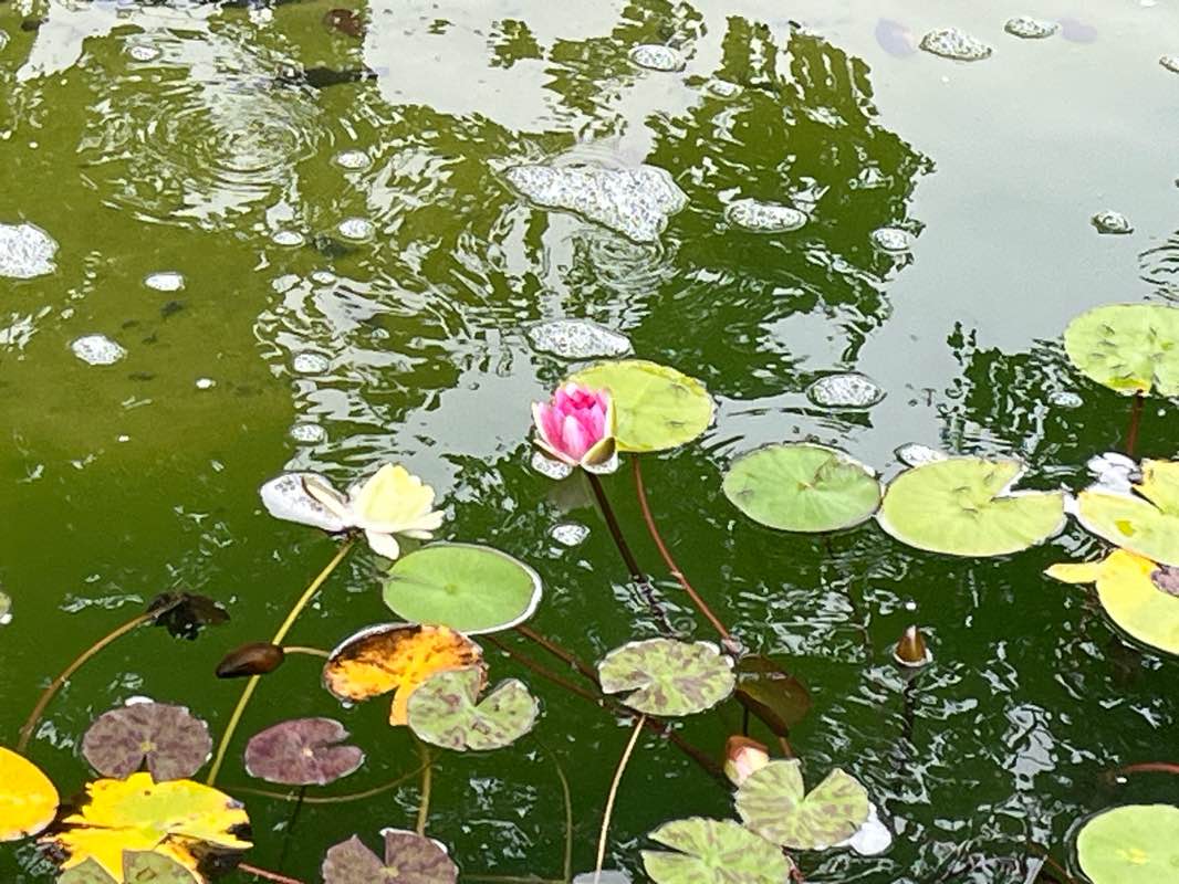 walking near me in Penta-Park in autumn